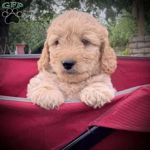 Roman, Mini Goldendoodle Puppy